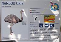Nandou gris, Rhea americana (Photo F. Mrugala) (txt)